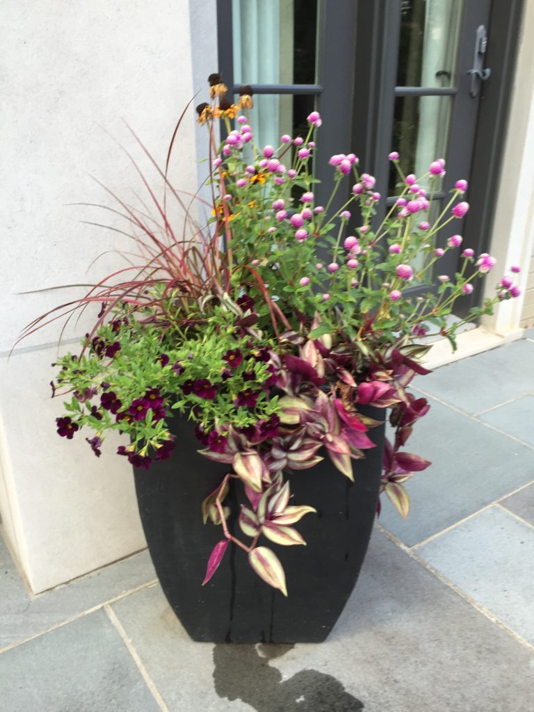 Deep shade container using tropical plants for a dramatic display - DM ...